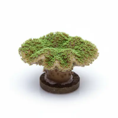 Corals