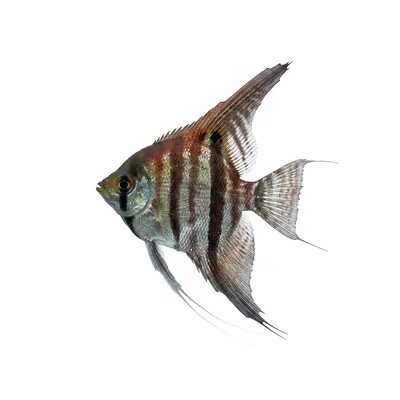 Angelfish