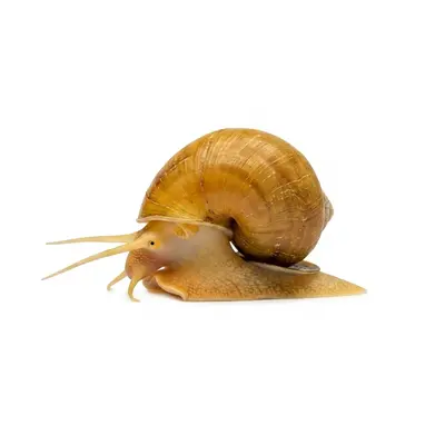 Snails