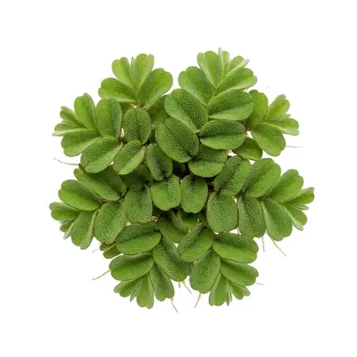 Floating Plants