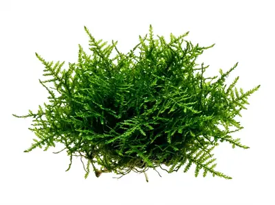 Mosses, Ferns & Anubias