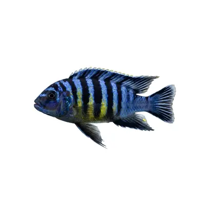 African Cichlids