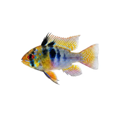 Best Fish for a 20 Gallon Tank: Complete Stocking Guide for US Aquariums (2026)
