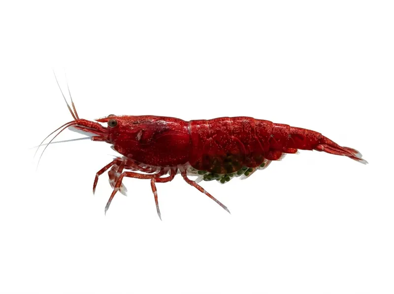 Freshwater Shrimp Care Guide: Neocaridina and Caridina for Beginners