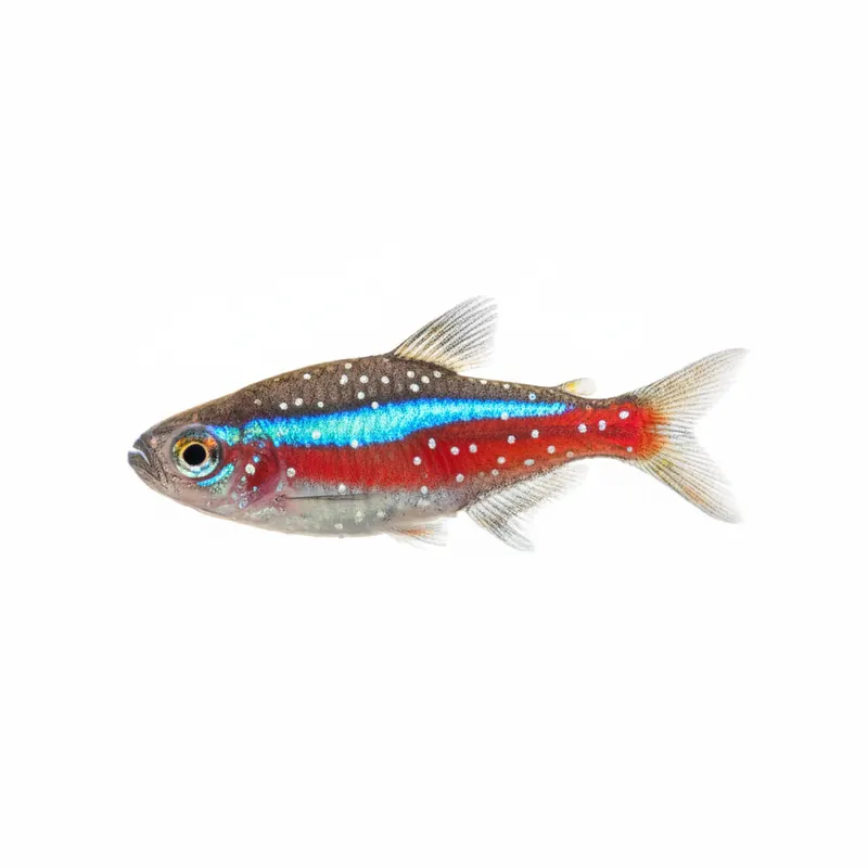 Common Aquarium Fish Diseases: Symptoms, Causes and Treatment Guide