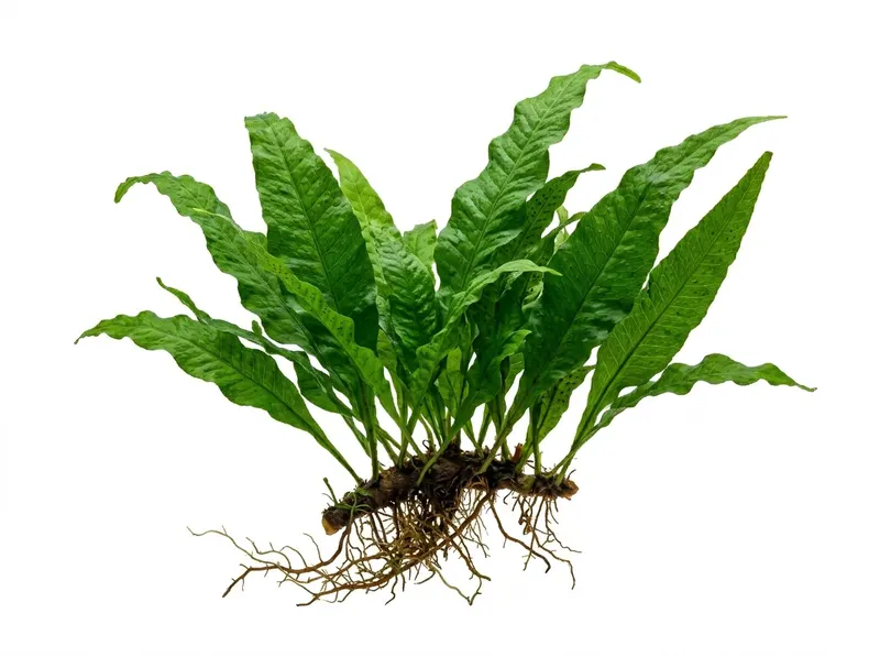 Best Aquarium Plants for Beginners: 10 Species That Actually Survive