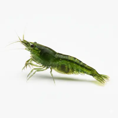 Neocaridina Shrimp Colour Morphs, Grades and Colony Building