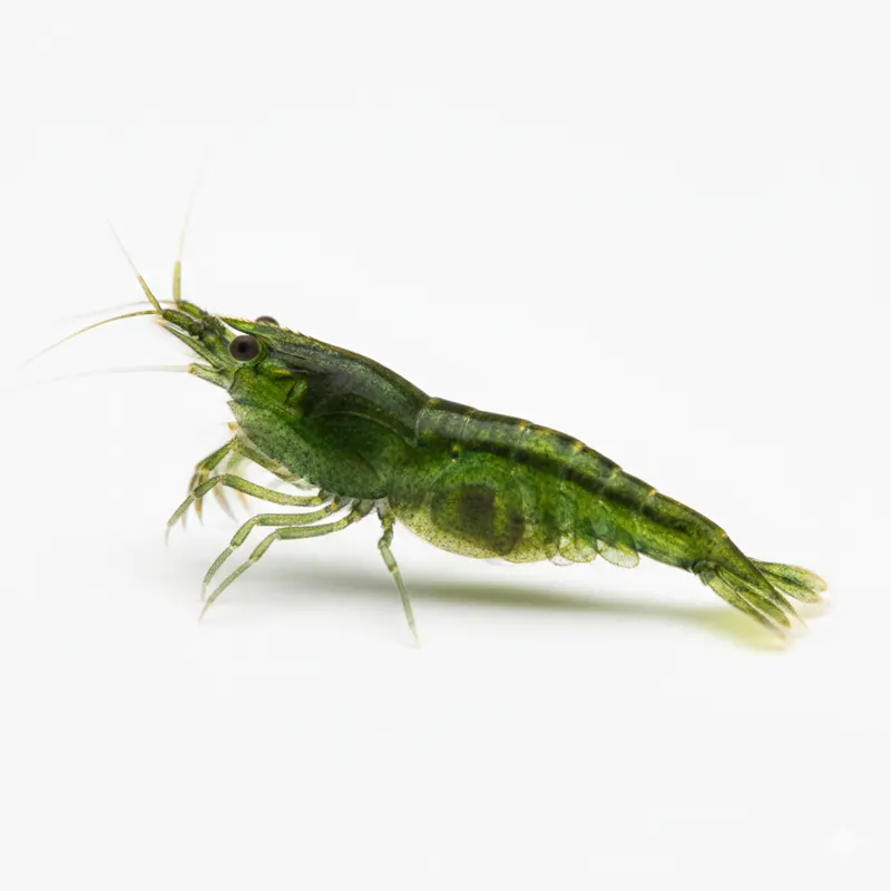 Neocaridina Shrimp Colour Morphs, Grades and Colony Building