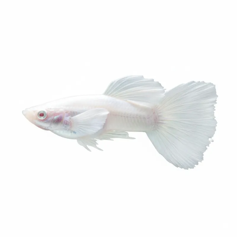  Guppy Fish Care and Breeding Guide
