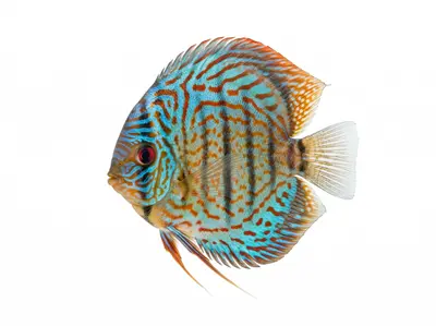 How Online Fish Auctions Work — A Buyer's Guide