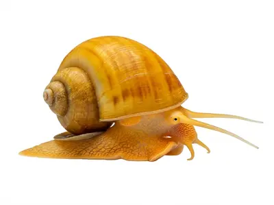 Aquarium Snails UK: The Complete Guide to Species, Care and Where to Buy