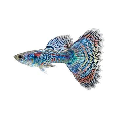 Aquarium Fish Laws in the USA: What You Can and Can't Keep by State (2026)
