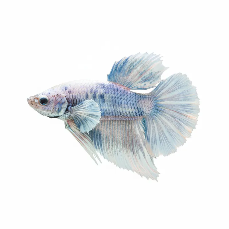 Betta Fish Care Guide UK: Tank Setup, Water Parameters and Common Mistakes