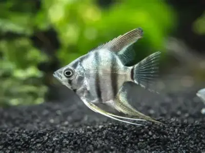  Zebra Angelfish (4-5cm) 