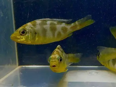Venustus Cichlid Juveniles (Nimbochromis venustus) — Giraffe Hap, Lake Malawi Showpiece