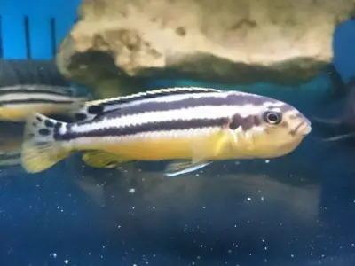 Auratus Cichlid (3–4 cm, ~2–3 Months Old) – Bright African Cichlid