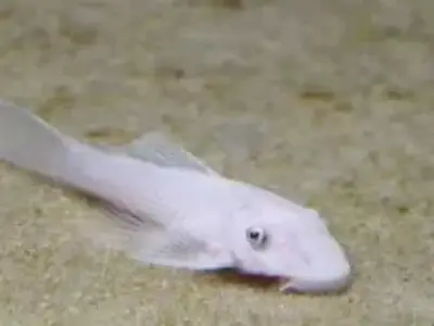 Snow White Ancistrus Pleco (4–5 cm, ~4–6 Months Old) – Rare & Healthy