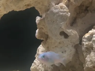 Young blue cobalt cichlid 3–4 cm (around 2–3 months old) 2