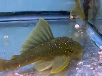 Green Phantom Pleco L200 (5–6 cm, ~5–7 Months Old) – Vibrant Colour & Healthy