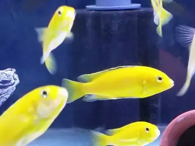 Yellow Lab Malawi Cichlid (3–4 cm, ~2–3 Months Old) – Yellow with Black Dorsal