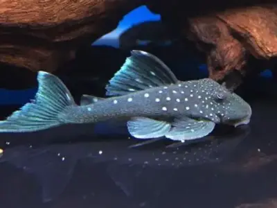 Blue Phantom Pleco (L128) — Hemiancistrus sp. — Captive-Bred 4cm