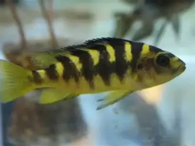 bumblebee Cichlid (4-6 cm, ~2–3 Months Old) (GROUP OF 4) 