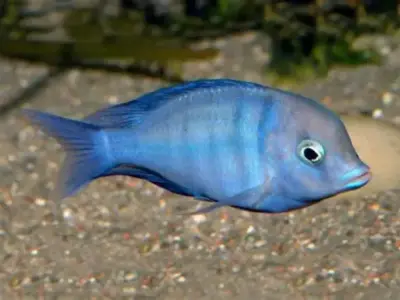 Dolphin / Blue Moorii Cichlid (3–4 cm, ~2–3 Months Old) – Peaceful Malawi Cichlid