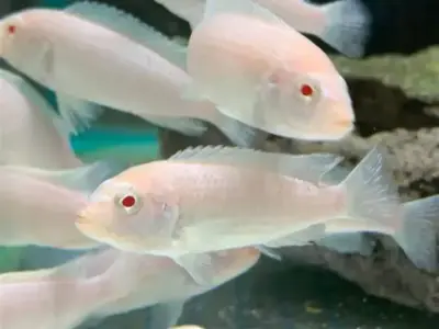 White Malawi Cichlid (3–4 cm, ~2–3 Months Old) – Bright & Hardy