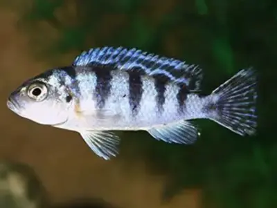 Kenyi Cichlid (Maylandia lombardoi) — Bright Yellow Males, Blue Females, Lake Malawi Mbuna