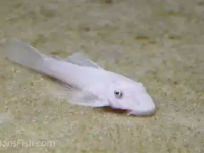Snow White Ancistrus Pleco (4–5 cm, ~4–6 Months Old) – Rare & Healthy