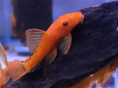Super Red Ancistrus Pleco (4–5 cm, ~4–6 Months Old) – Bright Colour & Healthy