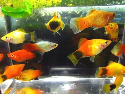 Assorted Platy (Xiphophorus maculatus) — Mixed Colours, Hardy Community Livebearers (Group of 6)