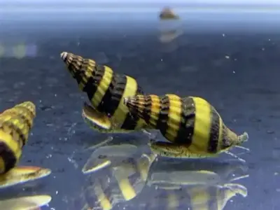 Assassin Snails (Clea helena) — Natural Pest Snail Control for Aquariums
