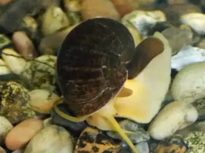 Black Apple Snail (2–3 cm, ~2–4 Months Old) – Great Tank Cleaner