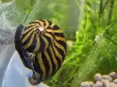 Brown Zebra Nerite Snails · Neritina natalensis · algae eaters X2 