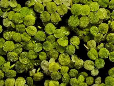 Salvinia Natans Live Aquatic Floating Plant