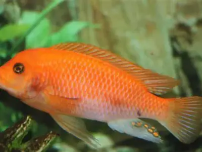 Red Zebra Cichlid (3–4 cm, ~2–3 Months Old) – Bright Mbuna ( Group of 3) 