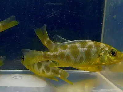 Venustus Cichlid Juveniles (Nimbochromis venustus) — Giraffe Hap, Lake Malawi Showpiece 2