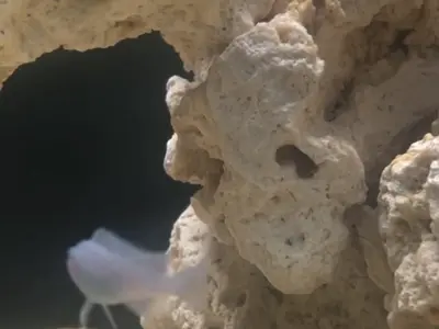 Young blue cobalt cichlid 3–4 cm (around 2–3 months old)
