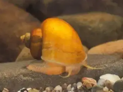 Apple Snail (Mystery Snail) - Group of 3