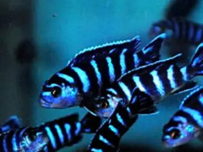Demasoni Cichlid (Chindongo demasoni) — Striking Blue & Black Mbuna, Lake Malawi 2