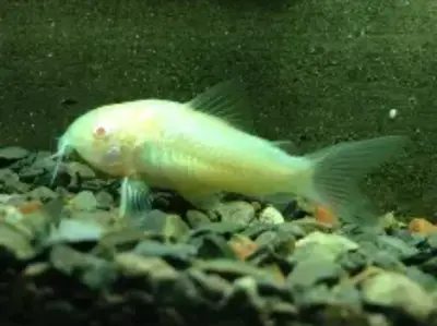 Albino Corydoras Catfish (3–4 cm, ~3–4 Months Old) – GROUP OF 5 