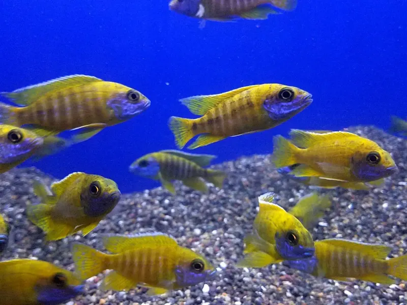 Yellow Peacock Cichlid (Aulonocara baenschi) — Stunning Malawi Display Fish, UK Bred