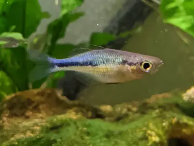 Group of 6 Young blue rainbow fish