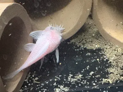 Sub Adult male and female snow-white bristlenose pleco