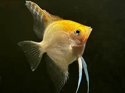 Golden Angelfish (4-5cm)