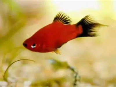 Red Platy (3–4 cm, ~3–4 Months Old) – Bright & Hardy Livebearer (Group of 3)