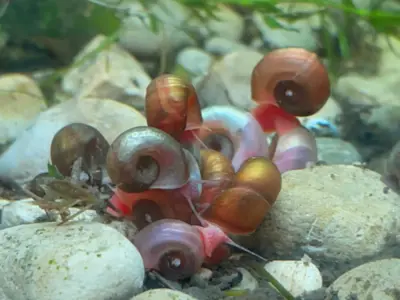 Ramshorn Snails — Natural Algae Eaters & Tank Cleaners, Mixed Sizes