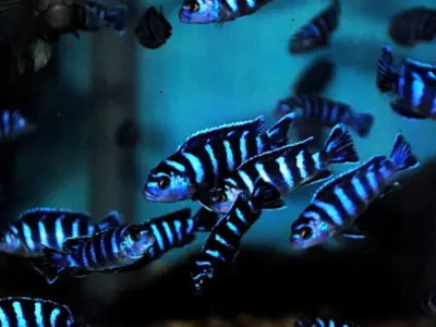 Demasoni Cichlid (Chindongo demasoni) — Striking Blue & Black Mbuna, Lake Malawi