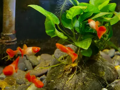 High quality fancy koi guppies pair - 1M + 1F
